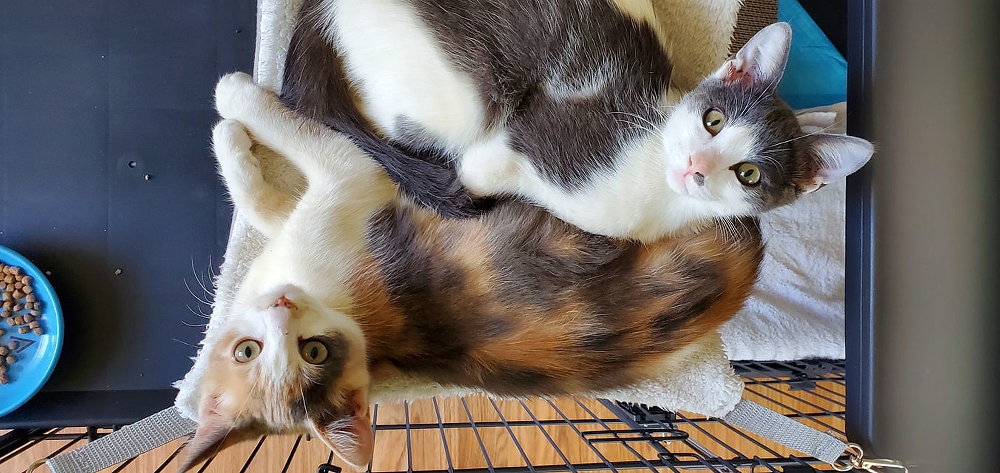 Adopt a Pet | Tikka & Masala